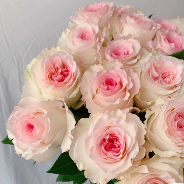 【洛神特大苗】四季灌木