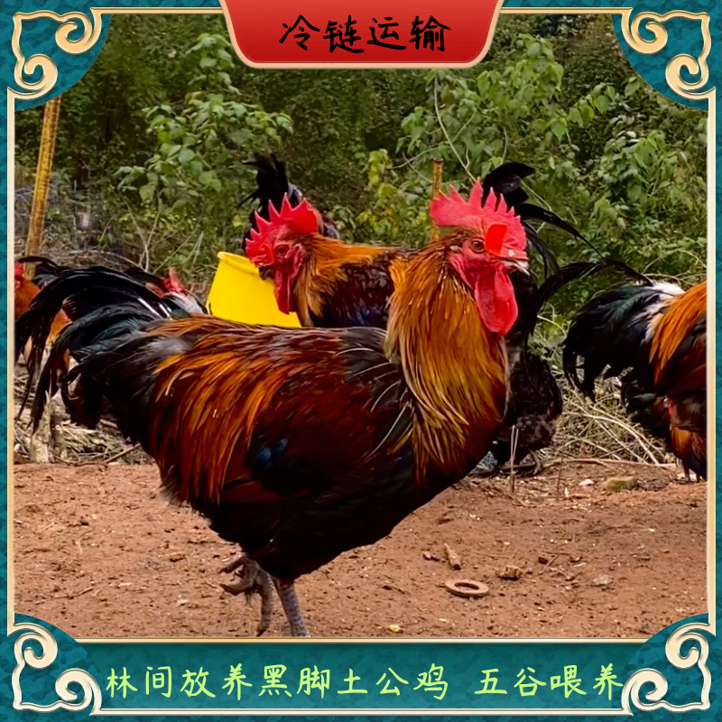 【粉丝福利】放养黑脚土公鸡 两只毛重10斤左右 净重共6斤 带内脏