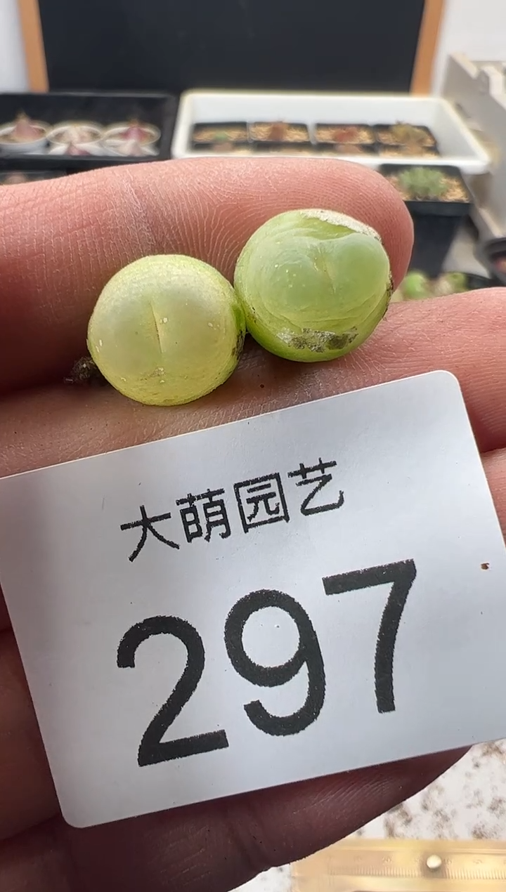 一物一拍           297