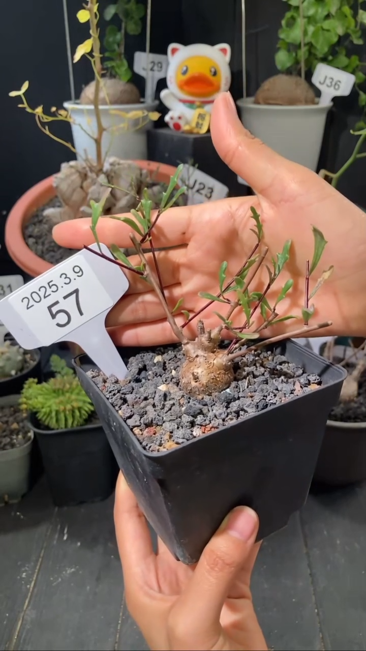 【闪购商品】海豚叶厚敦菊3.9.57