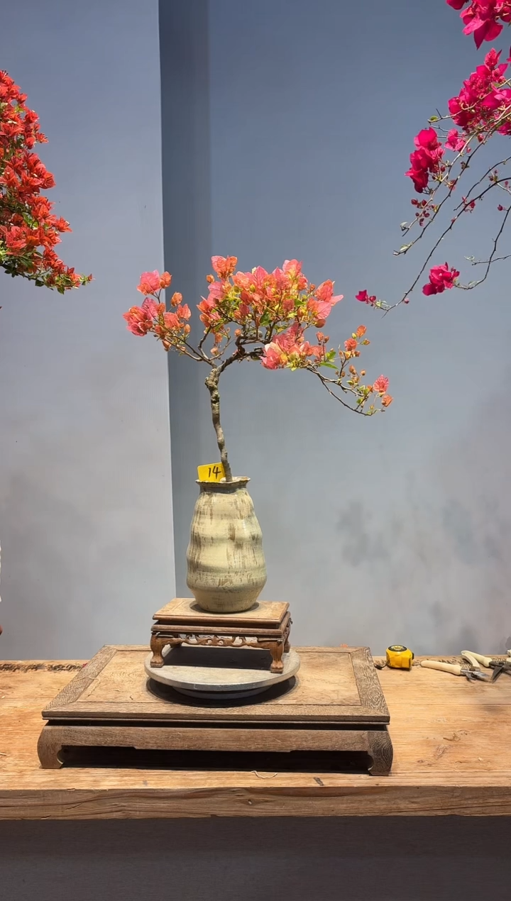 以实际为准M****雨三角梅14