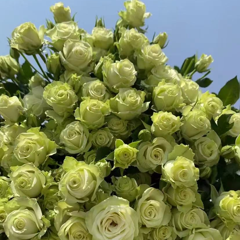 鲜花【繁星】云南基地直发 同地址两单以上顺丰/德邦+送10包保鲜剂