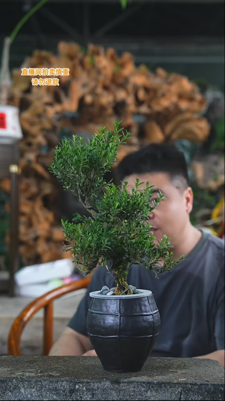 完全开放黄杨100+