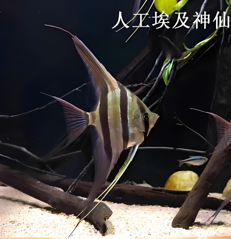 【老吴精选好物】人工埃及燕鱼（三单发货）