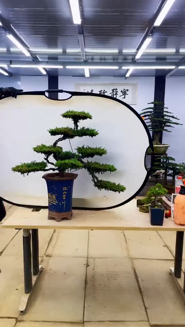 无花朵北*000000000000