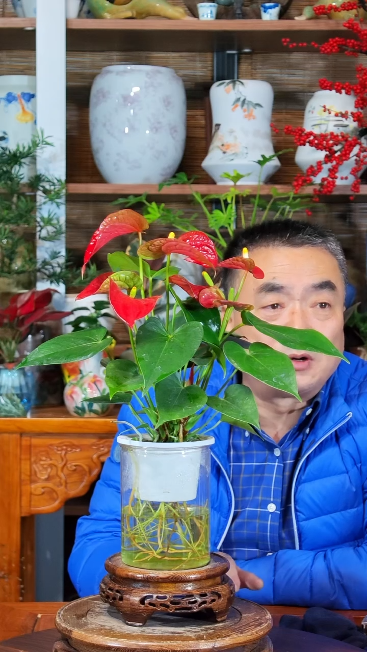 无花朵青**悔水之韵水培红掌