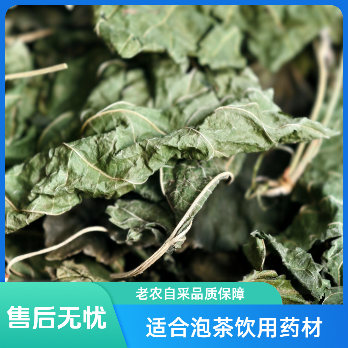 干桑叶干银杏叶老农自采泡茶饮用药材店有售良心品质