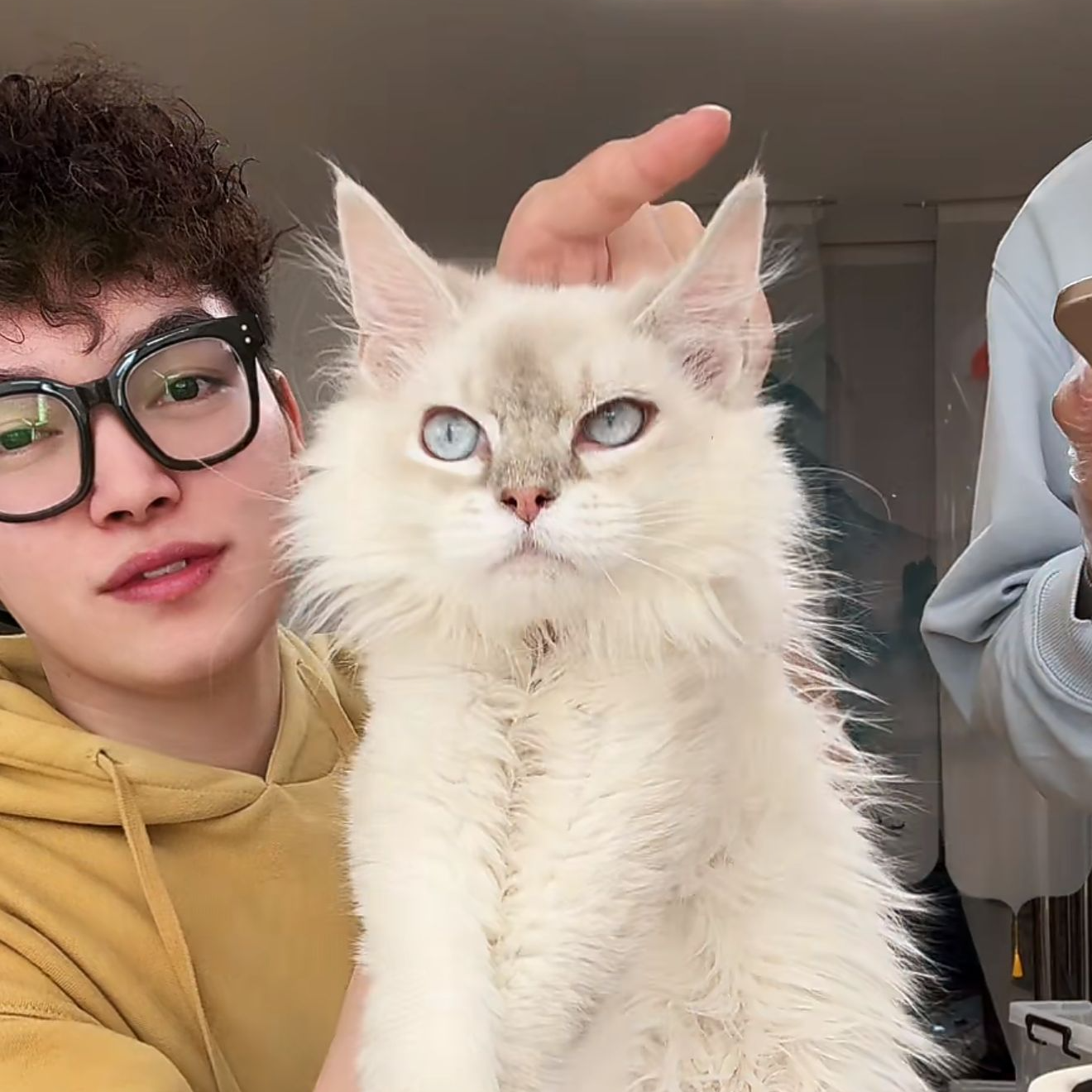 来了姊妹-重点色缅因猫 弟弟 J9