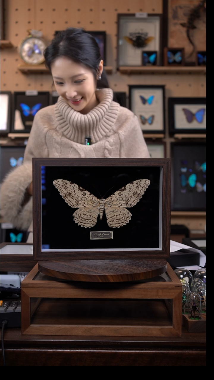 白女巫夜蛾标本摆件d955