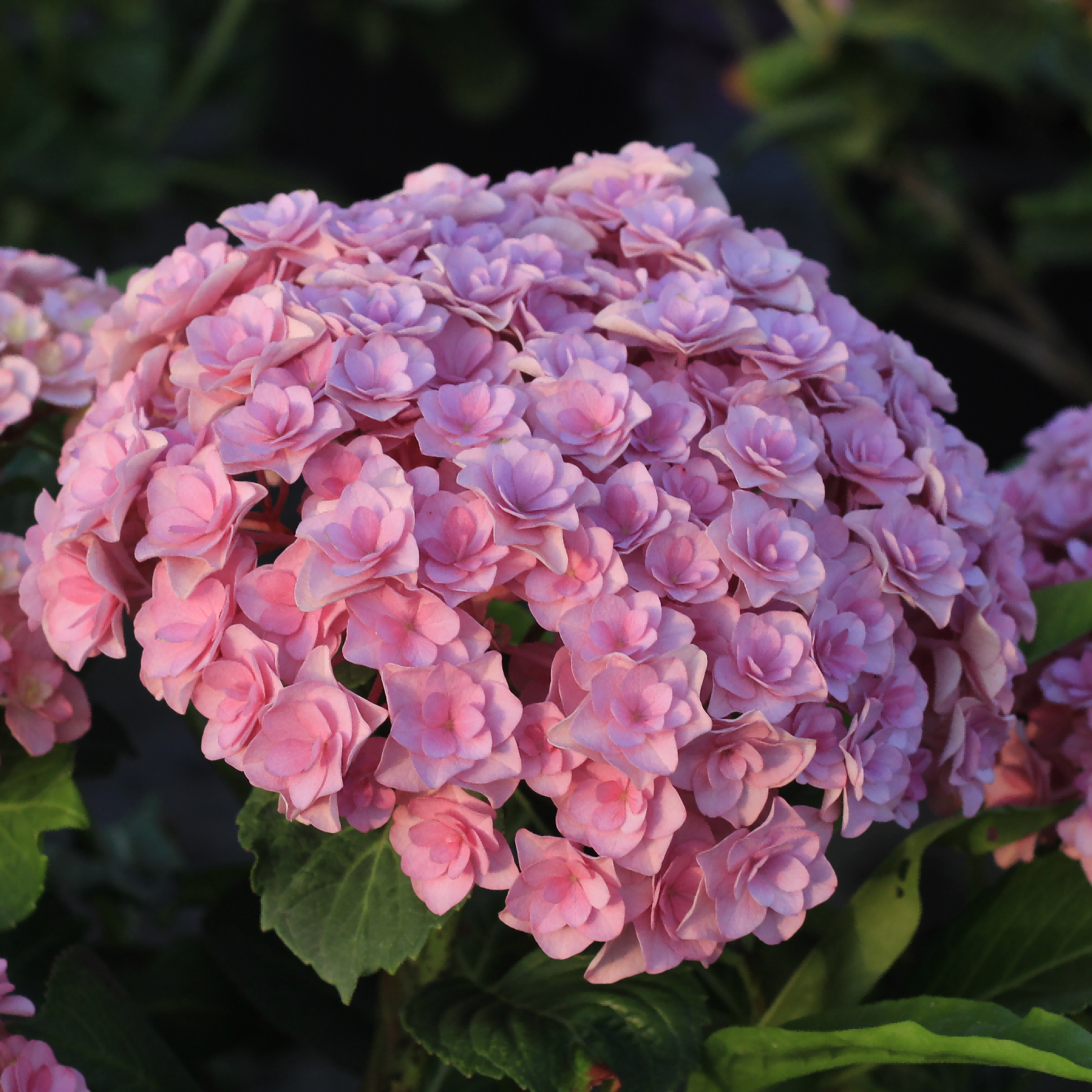 花宝3加仑 直播特惠包对版耐寒阳台盆栽庭院大花绣球