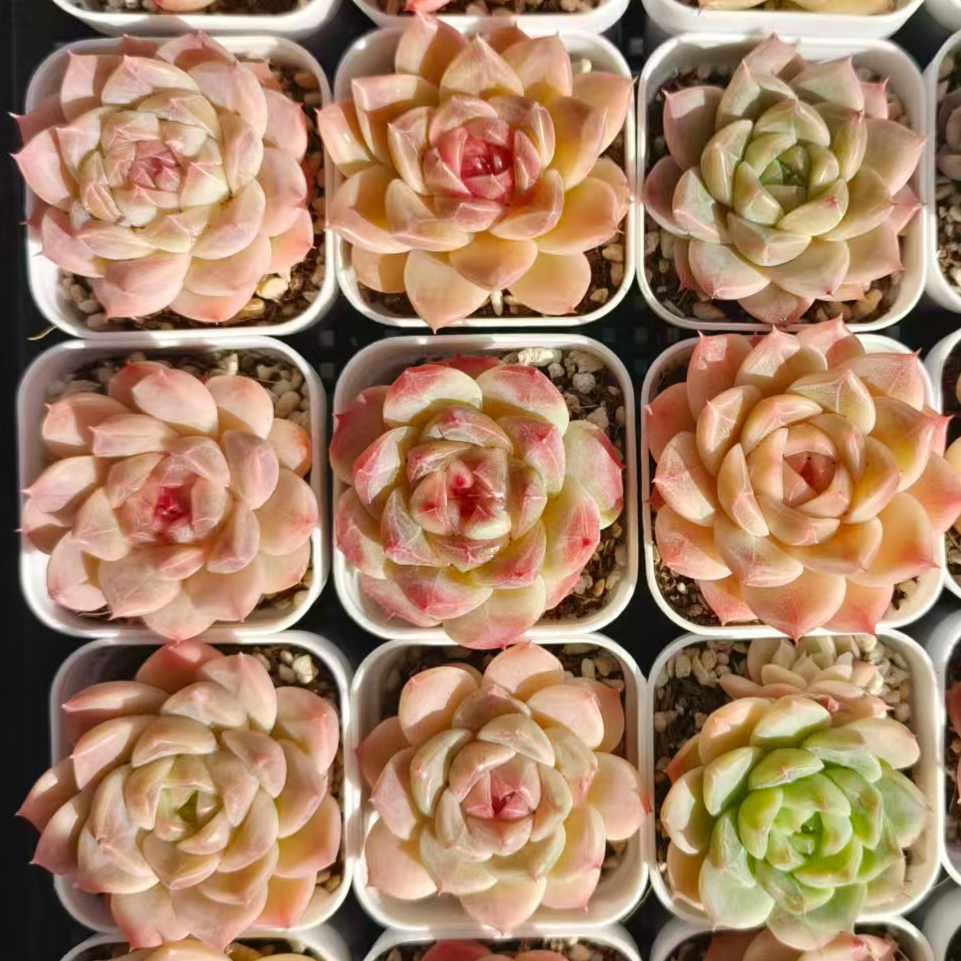 慢悠花房 彩体麦秆 办公室阳台绿植盆栽花卉庭院多肉