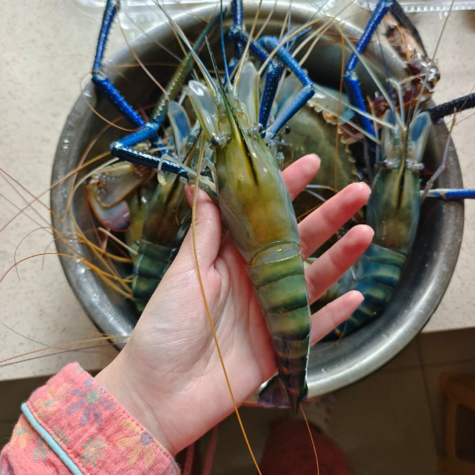 【罗氏虾1斤】/呼和浩特小时达