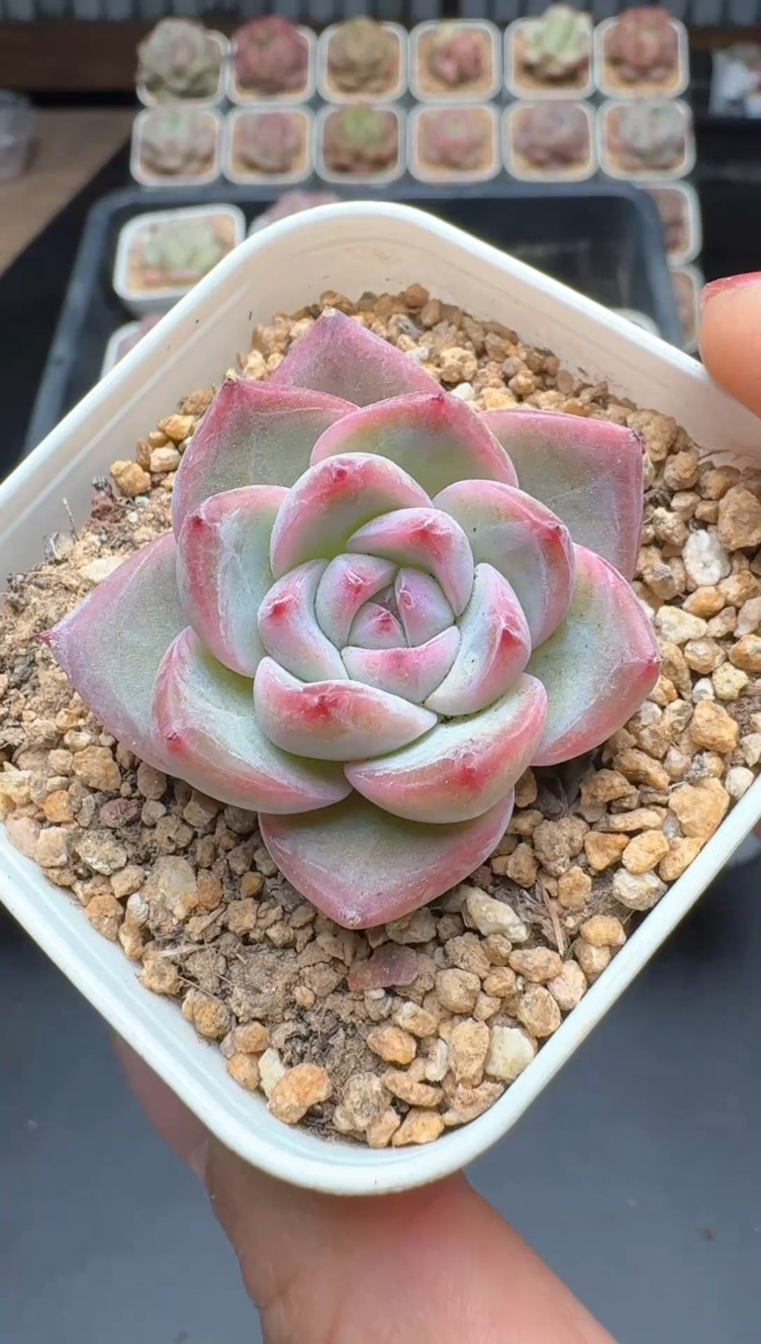 【闪购商品】463A号一物一拍多肉花卉植物拍3颗起发