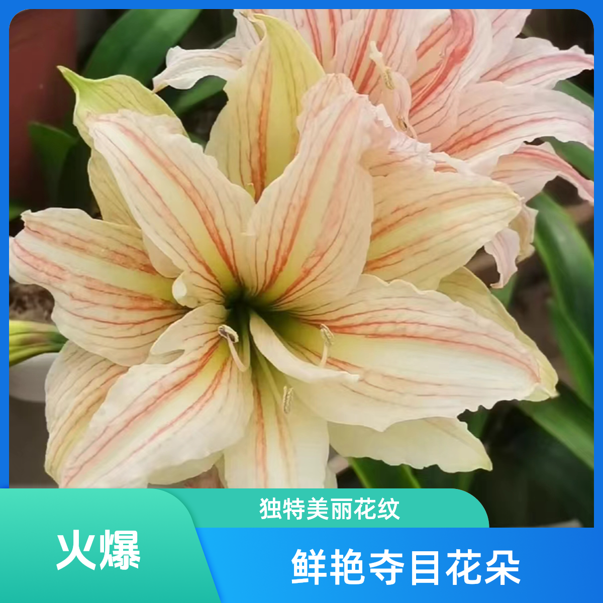 梦里寻她朱顶红包对版种球绿植朱顶红种球