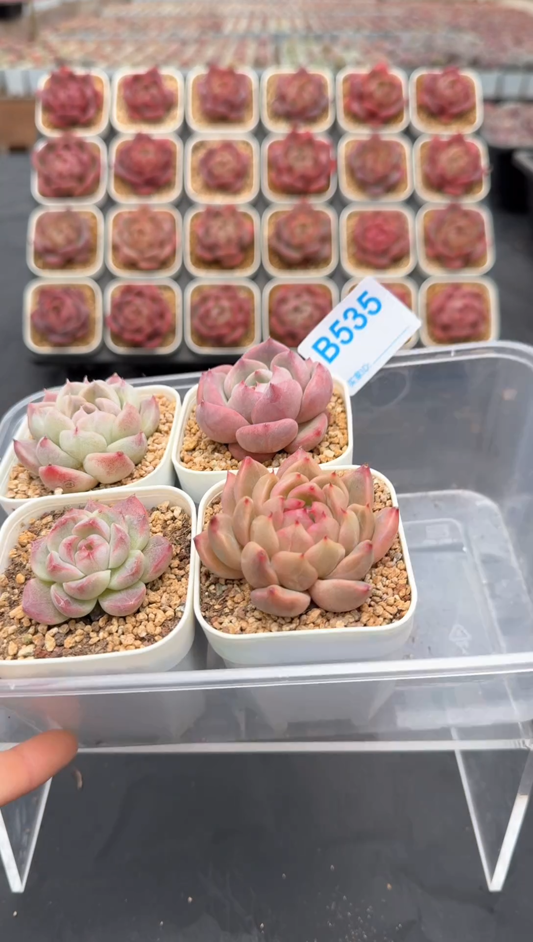 【闪购商品】535号一物一拍4-7cm包邮4颗