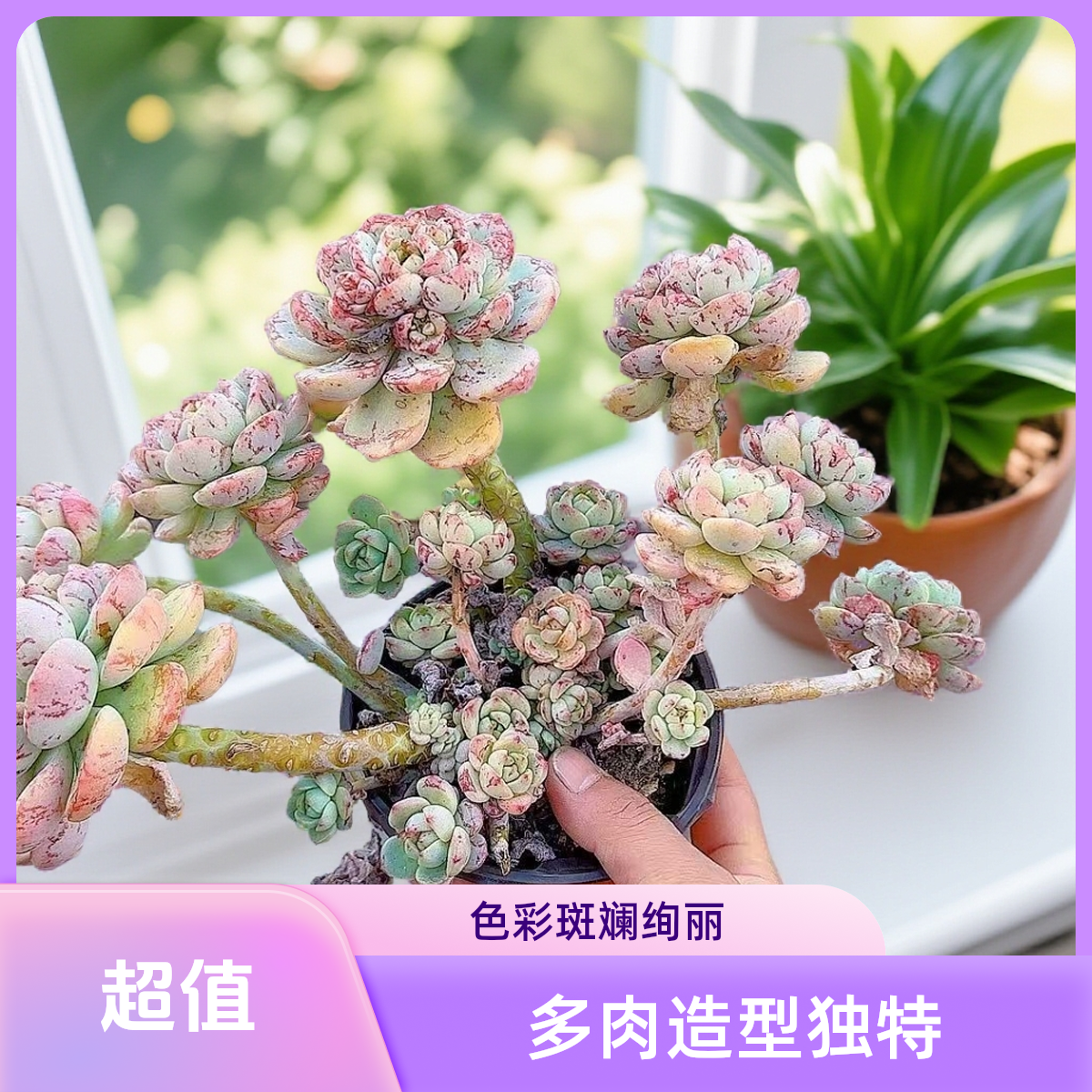 香草脱土  灵峰多肉净化空气