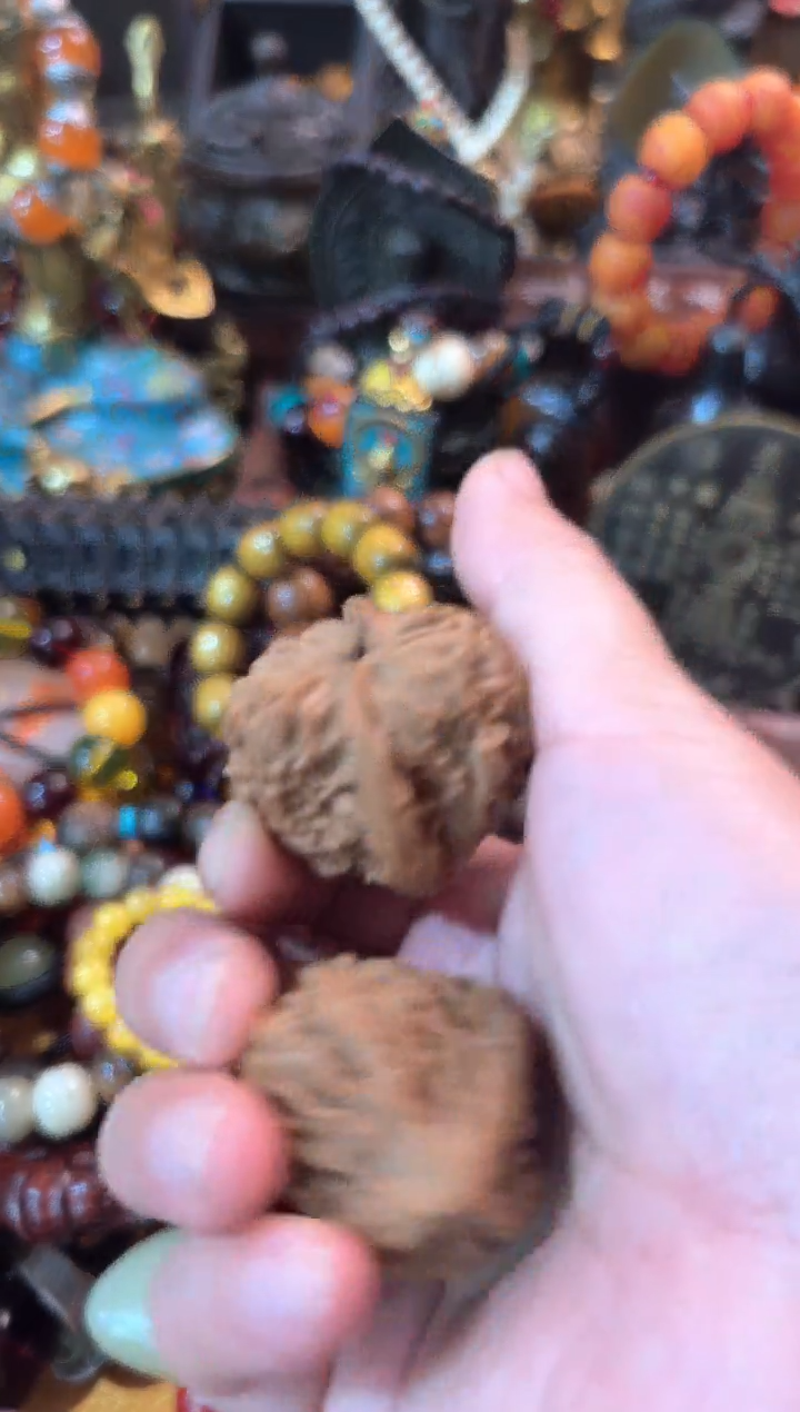 香榧木-----------------