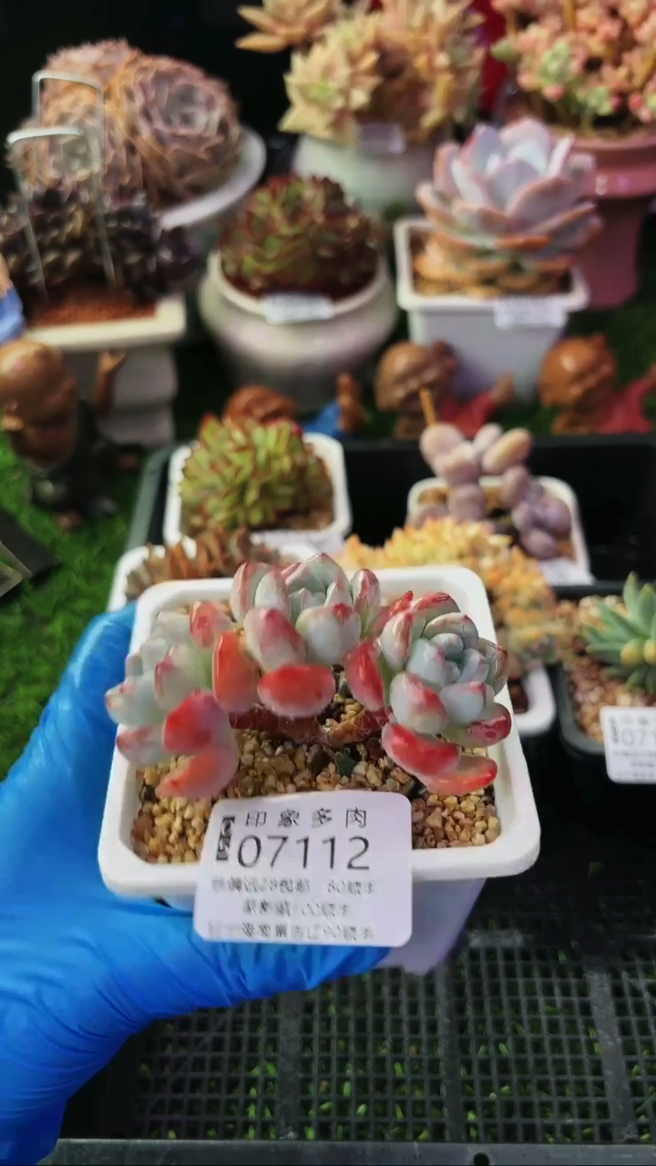 昆明印象多肉07112