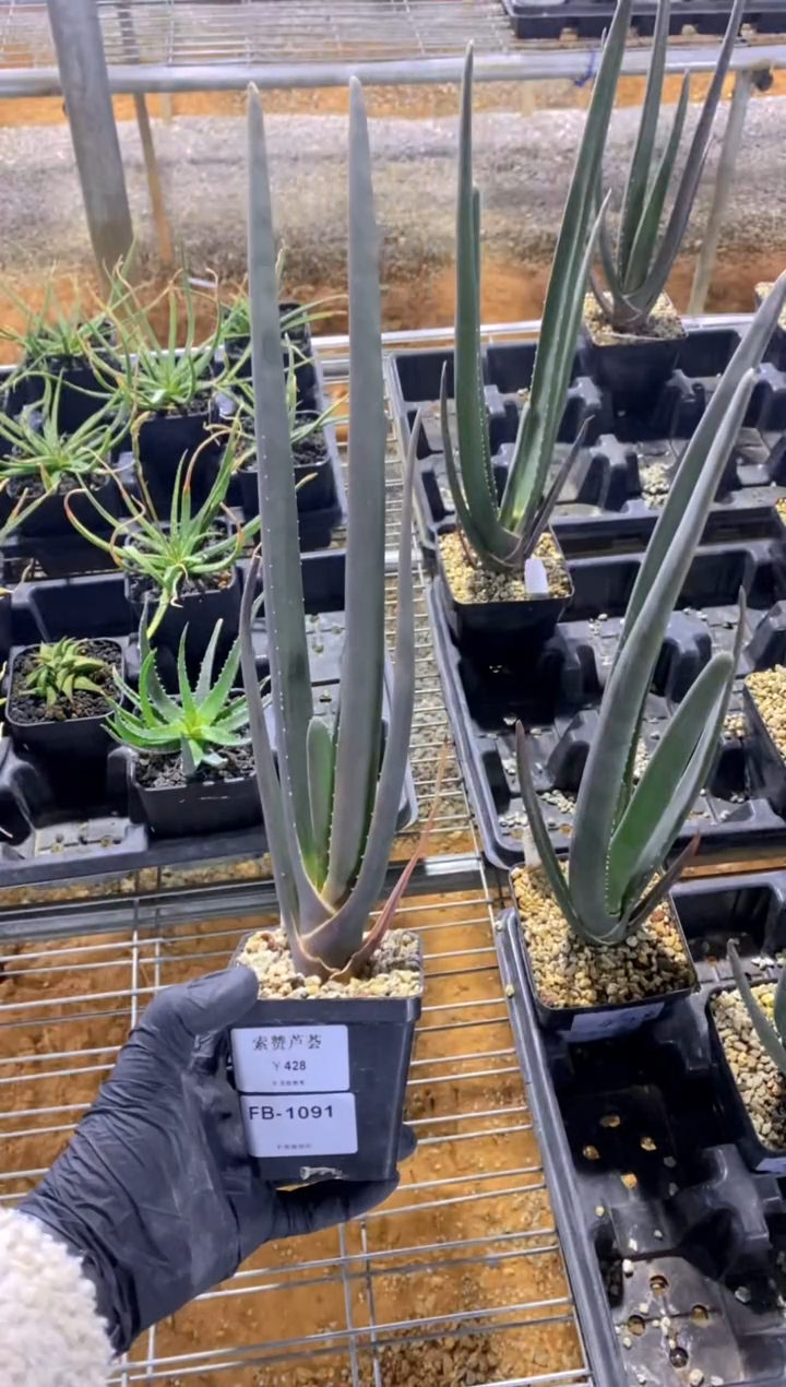 【闪购商品】索赞芦荟FB-1091