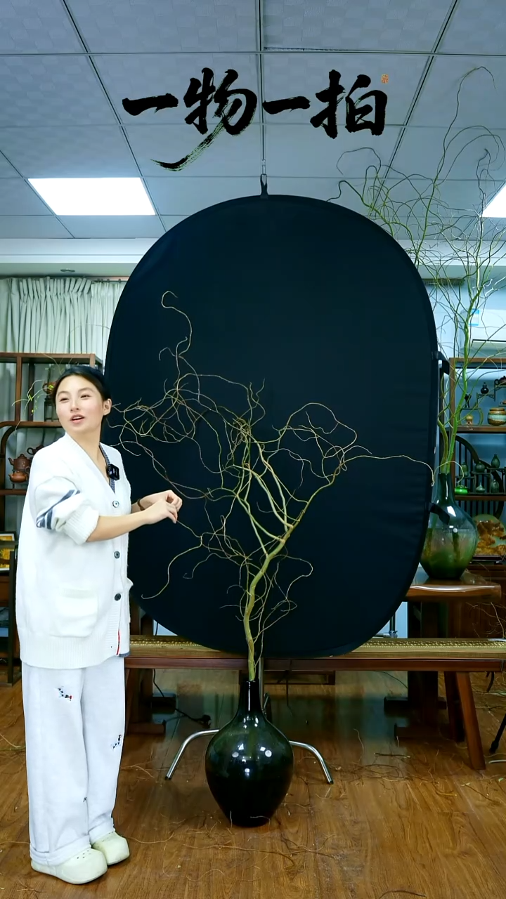 无花朵鲜切造型龙柳树