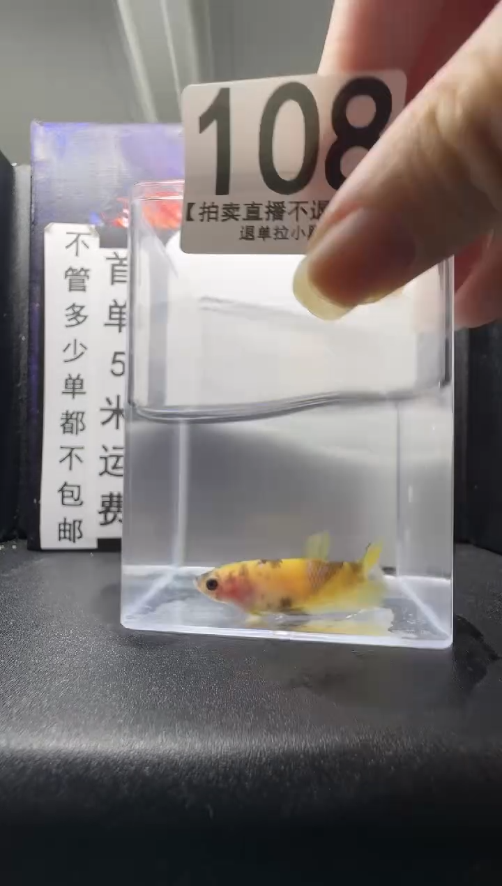 斗鱼母鱼编号：108