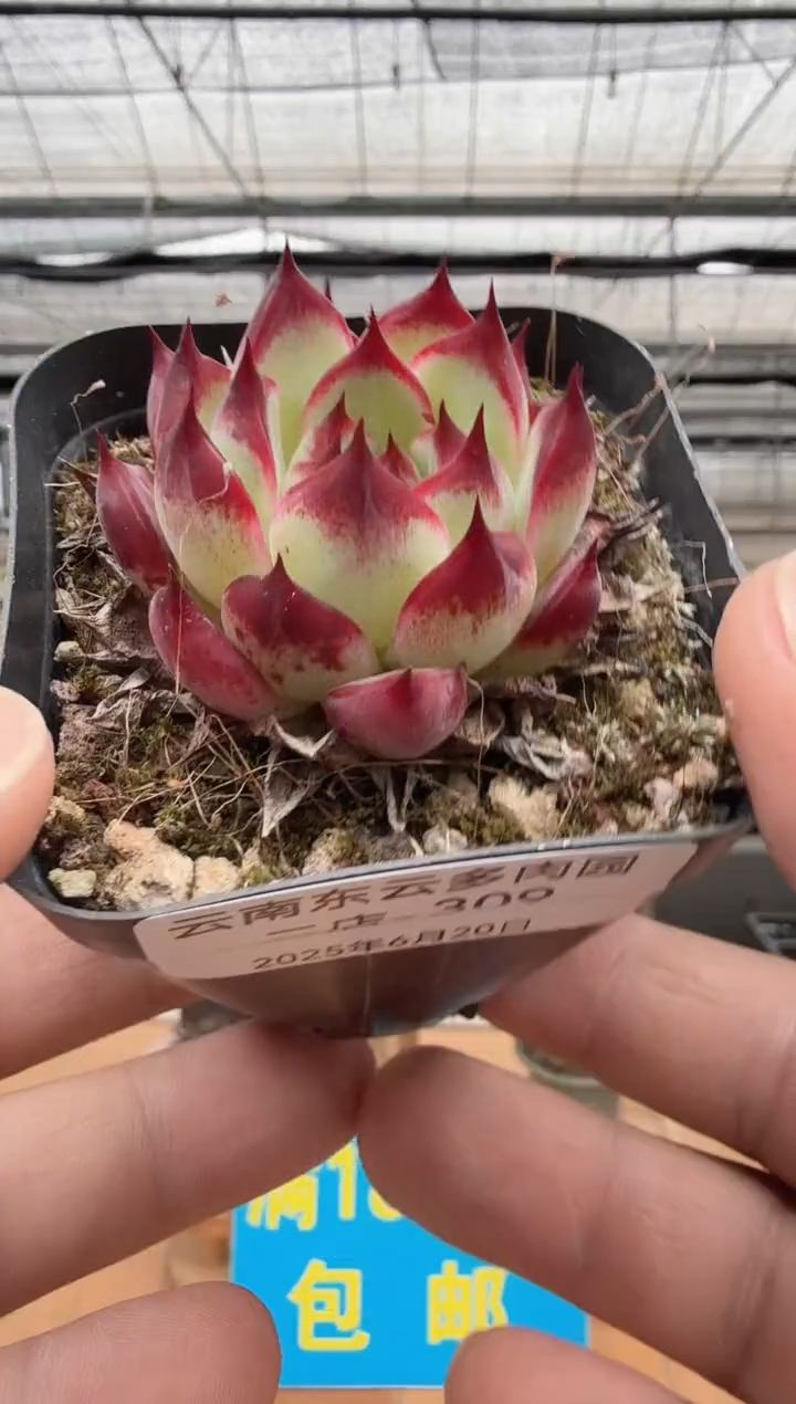 东云多肉园二店-309