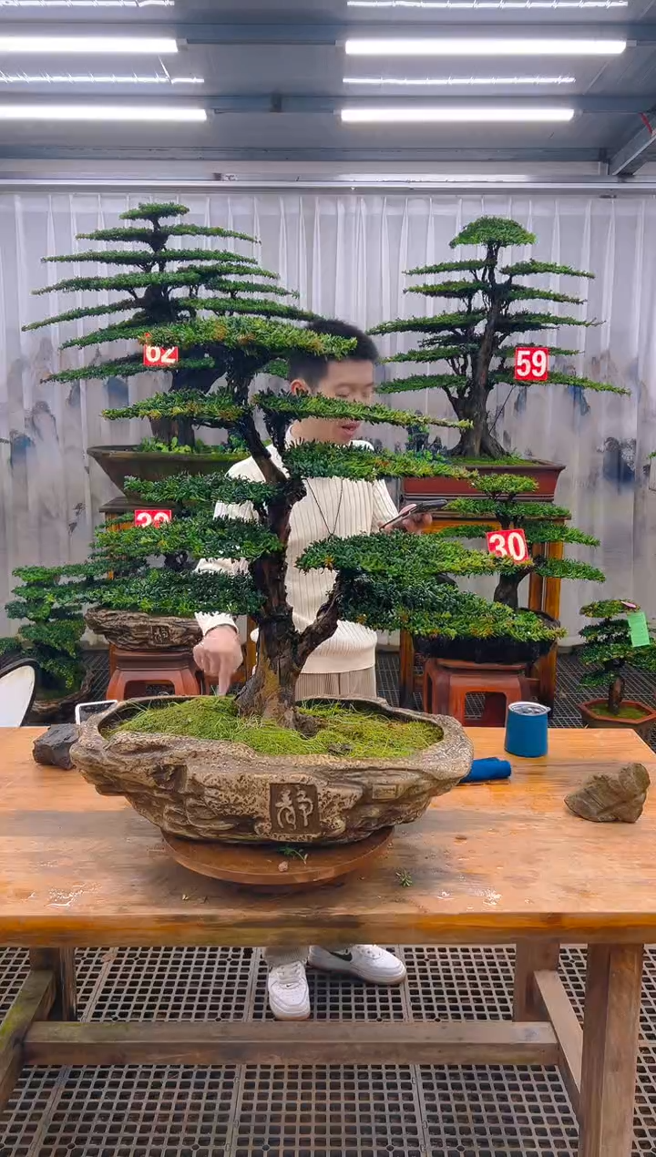 无花朵陈**旭精品盆景直播间一物一拍