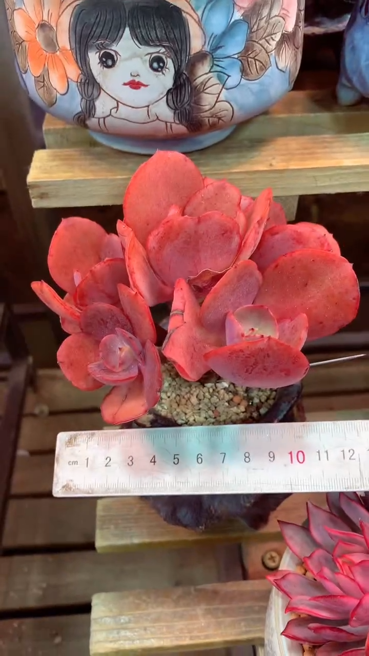 510F（一物一拍实付满28发货，默认不带盆土）
