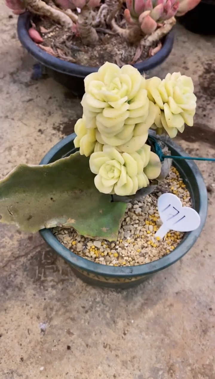 小*儿       171号￥46