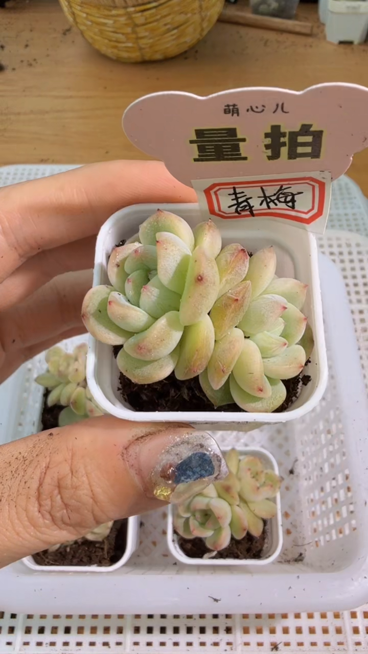 P20青梅 四方一盆 单双混 量拍混发
