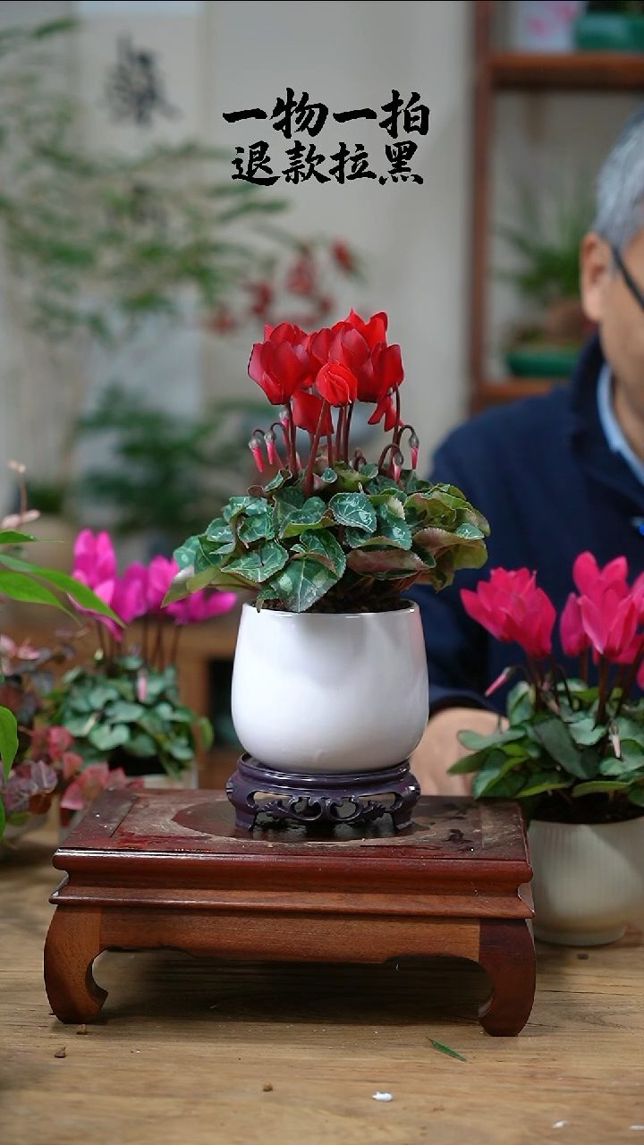 完全开放欣*仙客来279