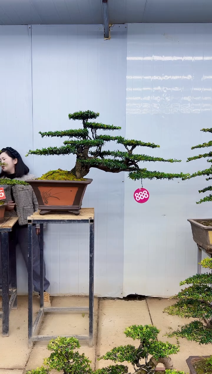 无花朵一物一拍，所见即所得