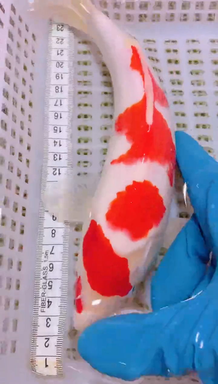 锦鲤冷水观赏鱼全场包邮5