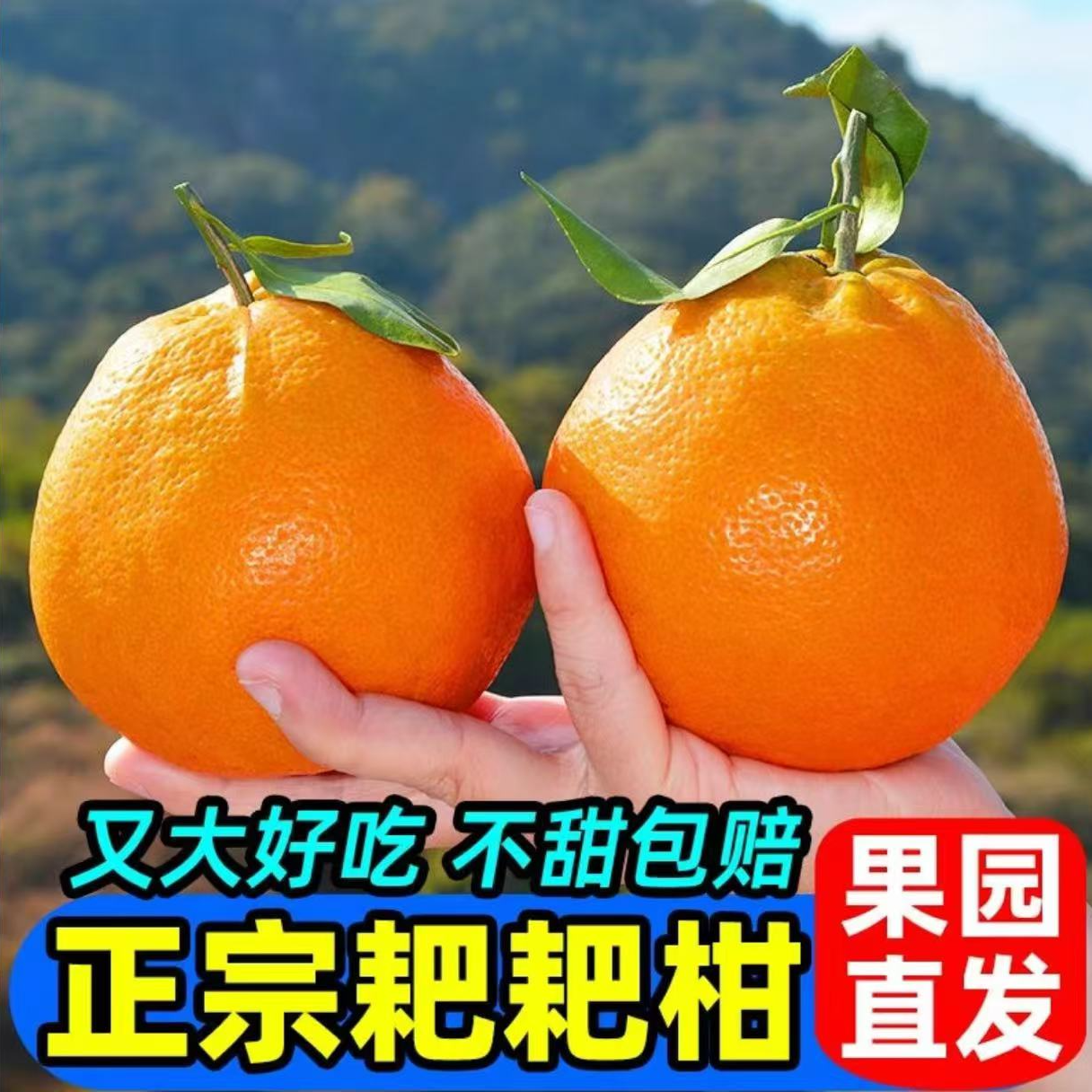 【现摘现发】正宗四川粑粑柑带箱5斤彩箱精品一级大果现摘现发