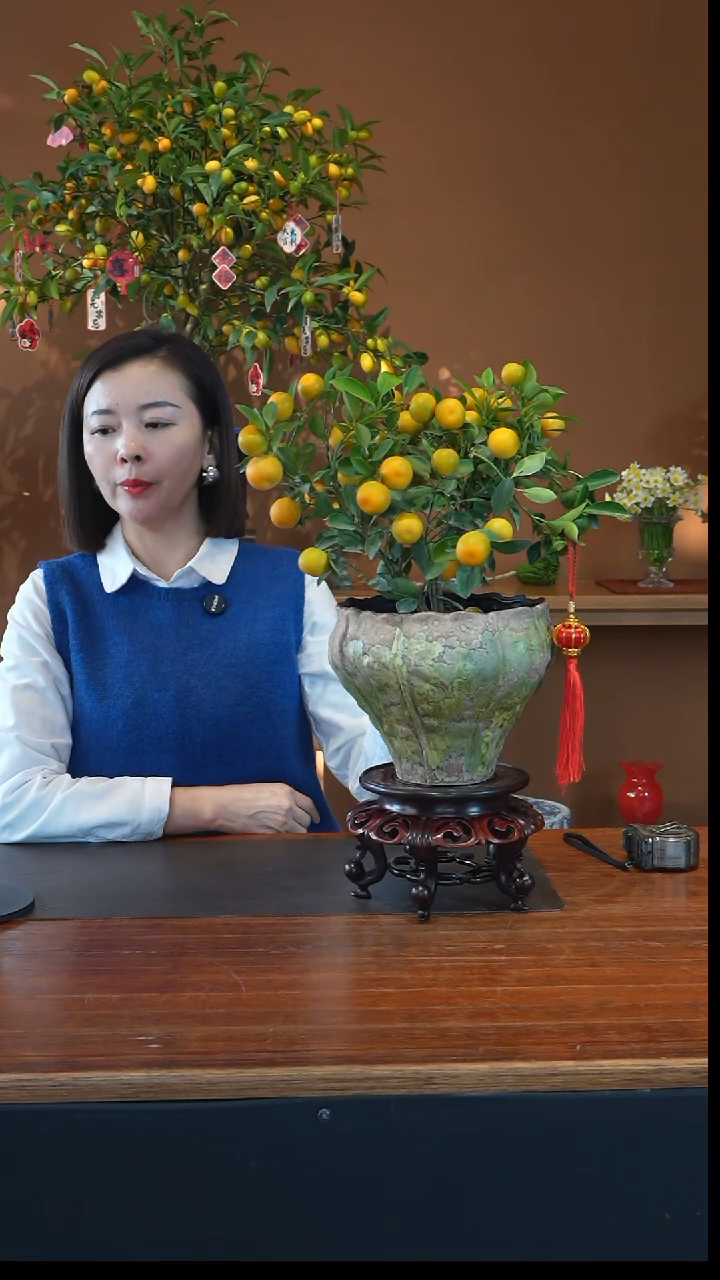 全部花朵小金橘盆景盆景