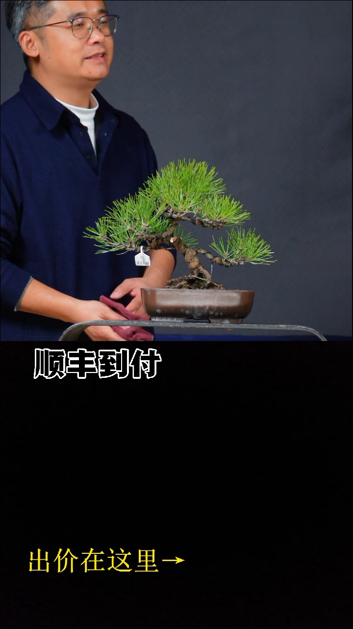 无花朵a330三河黑松bubaoyou