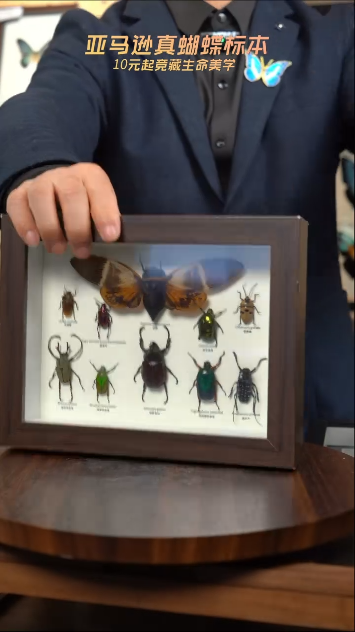 十昆虫组合标本摆件