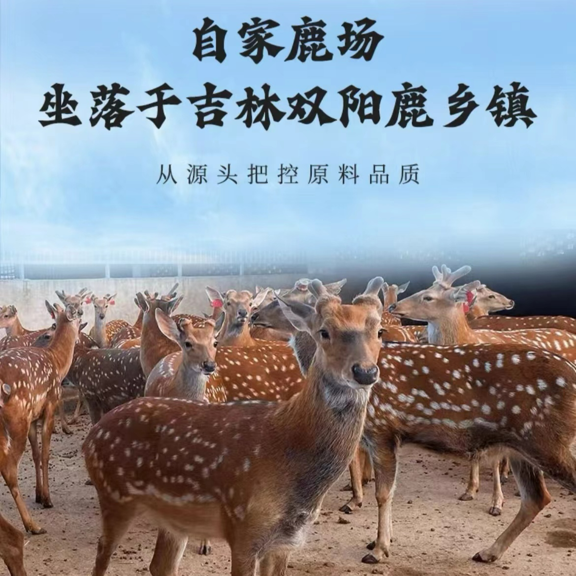 东北鹿乡 鹿产品  以直播间实物为准 滋补 