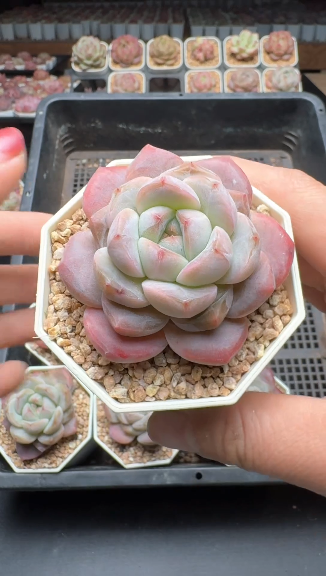 【闪购商品】271A号一物一拍多肉花卉植物拍3颗起发