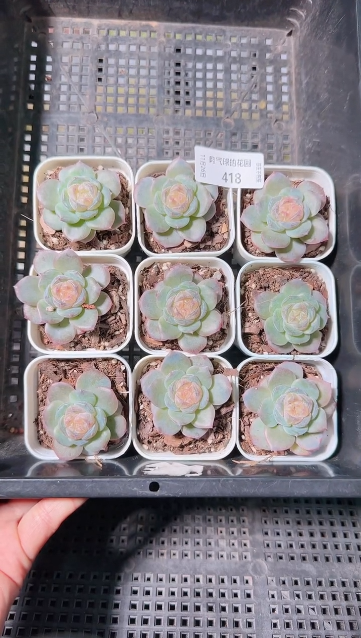 1126-418芳辰量拍其中一颗群生不包整
