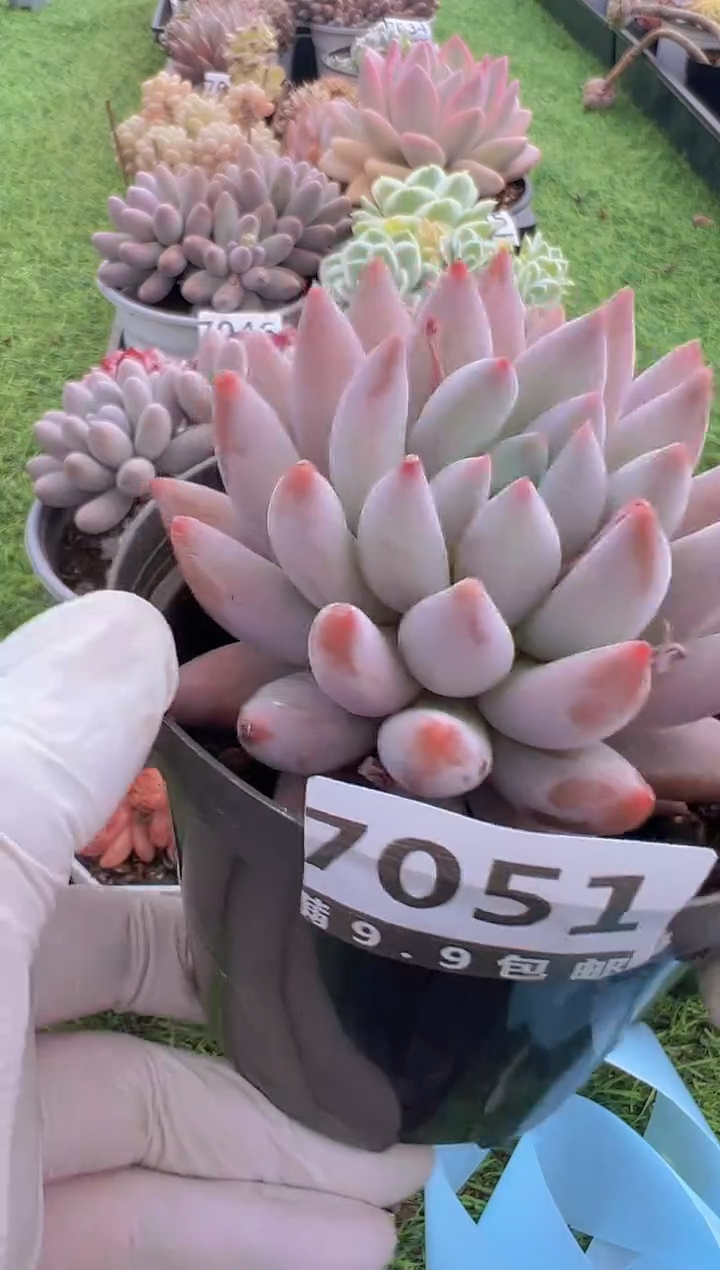 【闪购商品】信福多肉一物一拍