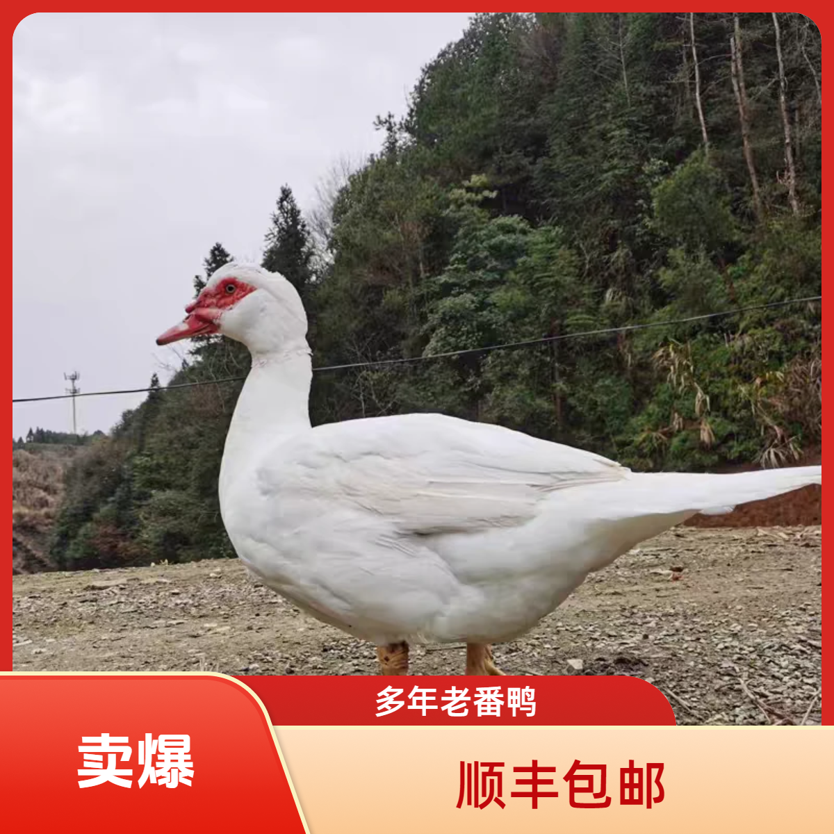 顺丰包邮散养多年红脸两年老番鸭母鸭新鲜美味现杀净重4斤以上