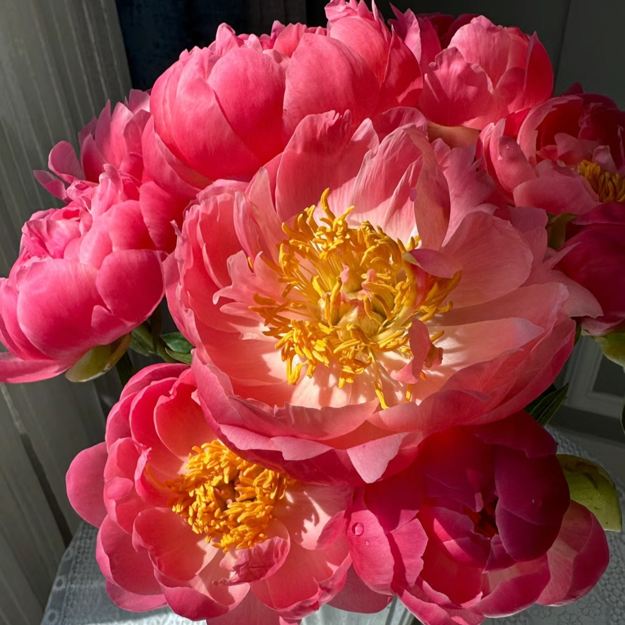 落日珊瑚【现货】山东芍药鲜切花重瓣新鲜水培客厅母亲节菏泽直发