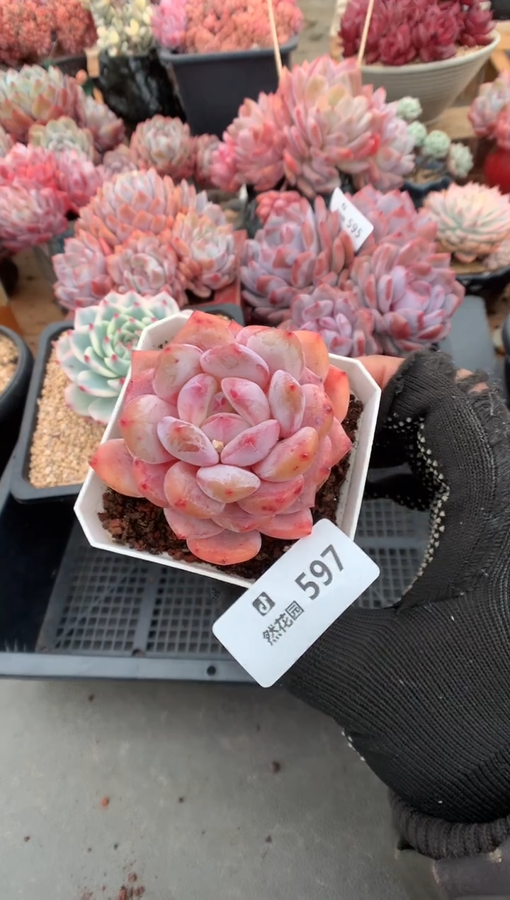 597星橙多肉植物一物一拍