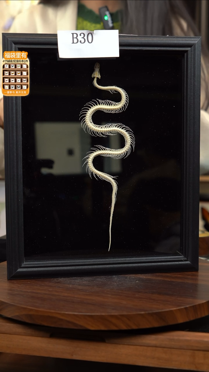 动物标本摆件竞拍b30