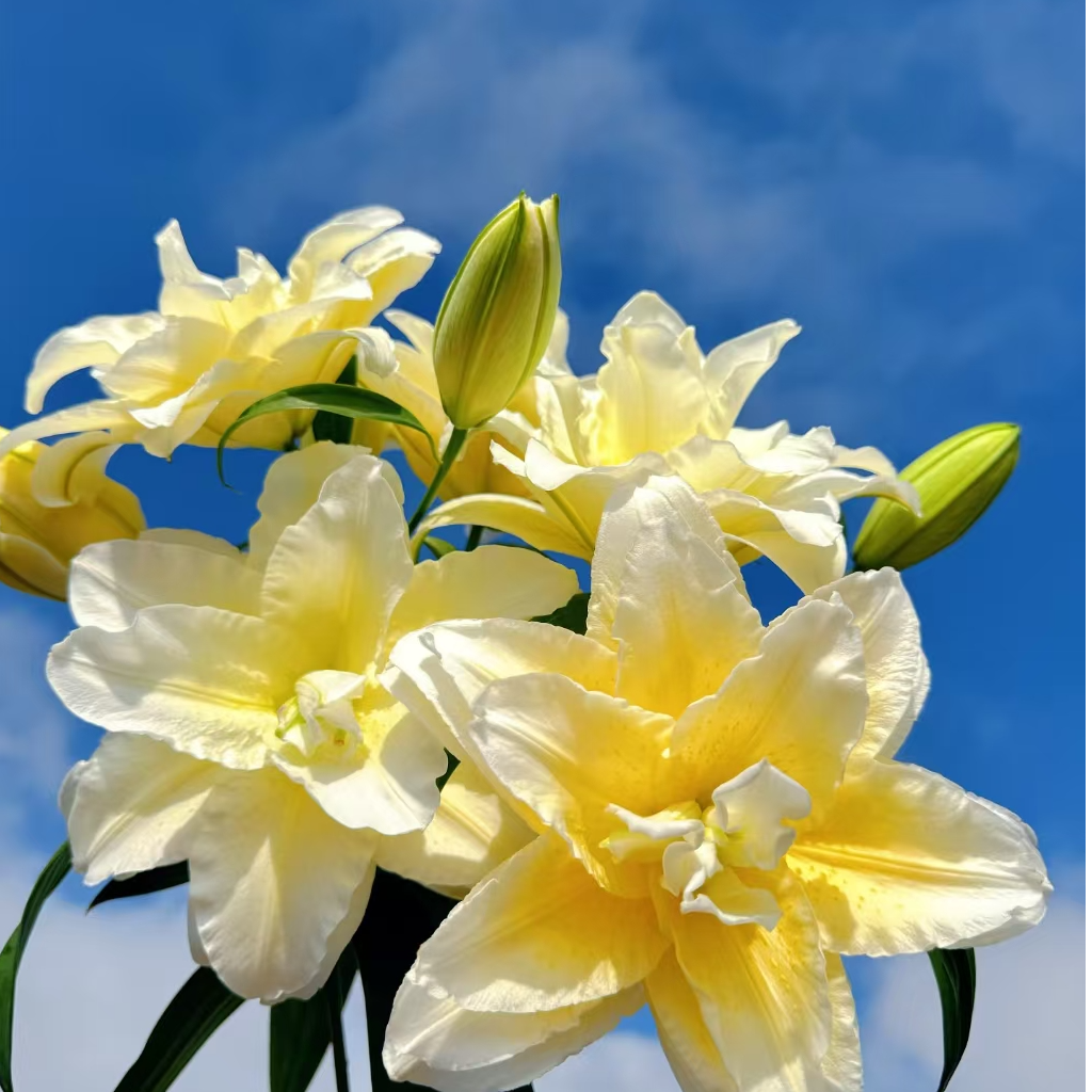 香水百合【大球路德维纳】1颗周长20-22cm重瓣百合秋百合