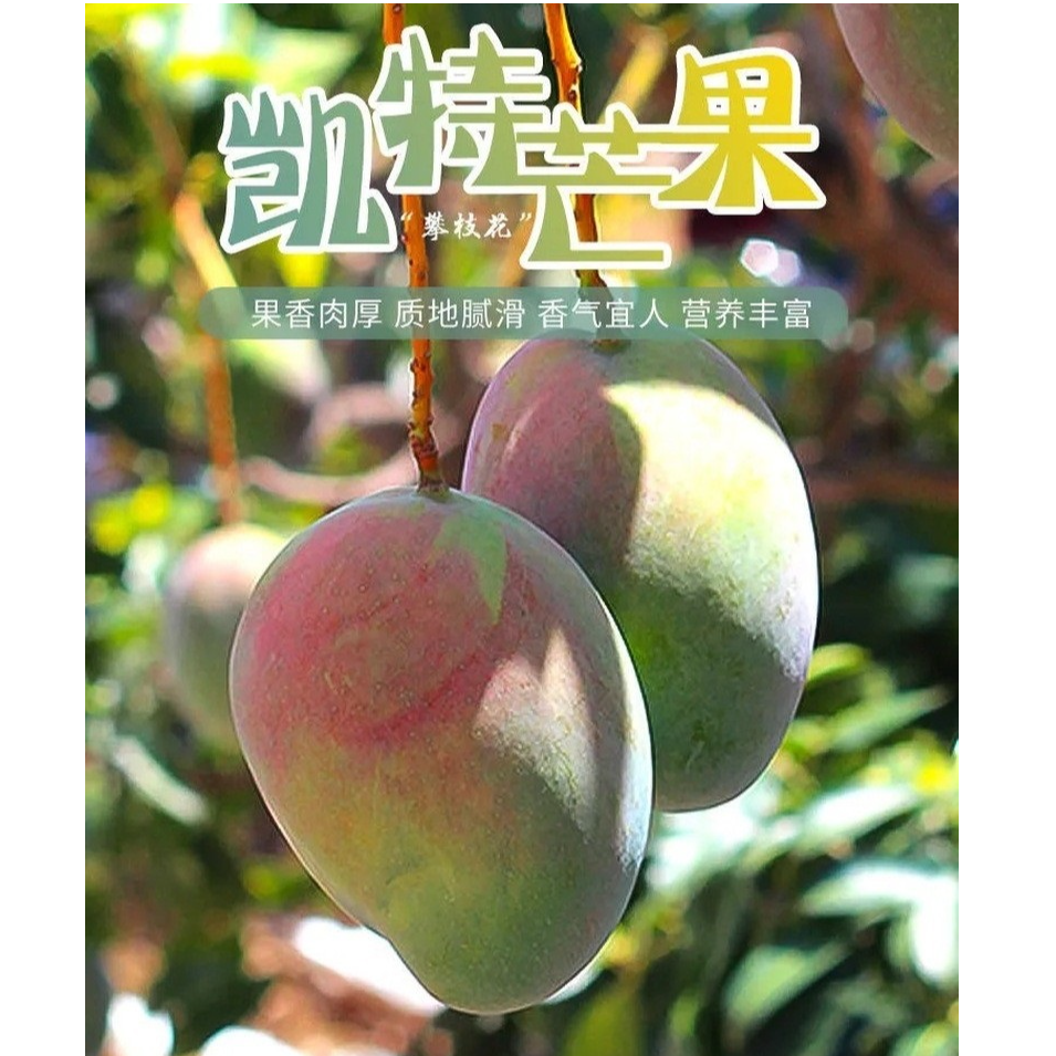 四川攀枝花凯特芒果净重5斤/8斤产地直发