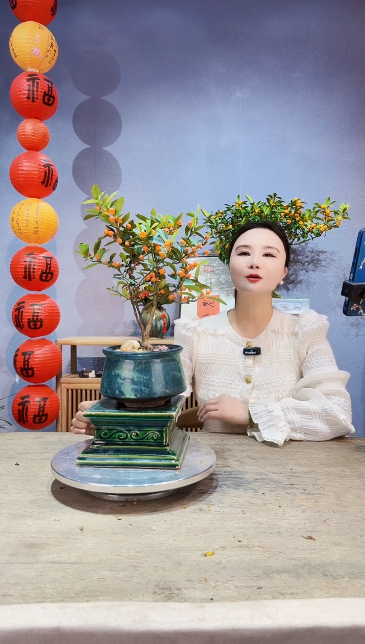 【闪购商品】盆景原生金豆