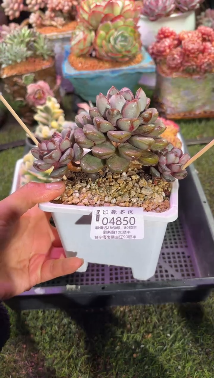 【闪购商品】04850