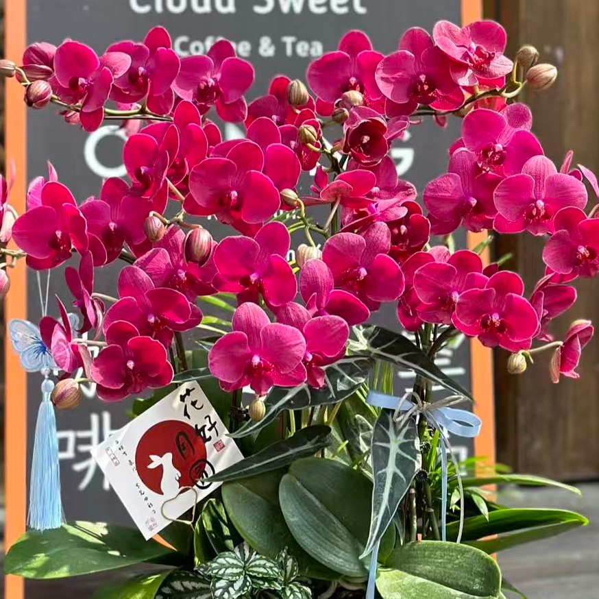 浓香年宵花丰花3-4花剑【七里香】蝴蝶兰花卉苗子